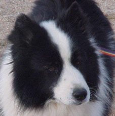 [Toby The Dog