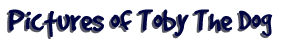 [Pictures of Toby The Dog]