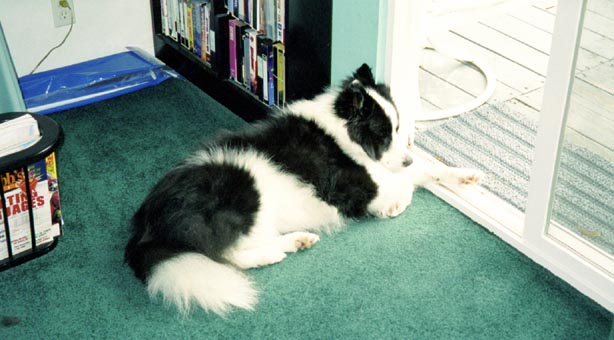 [Image - Toby]