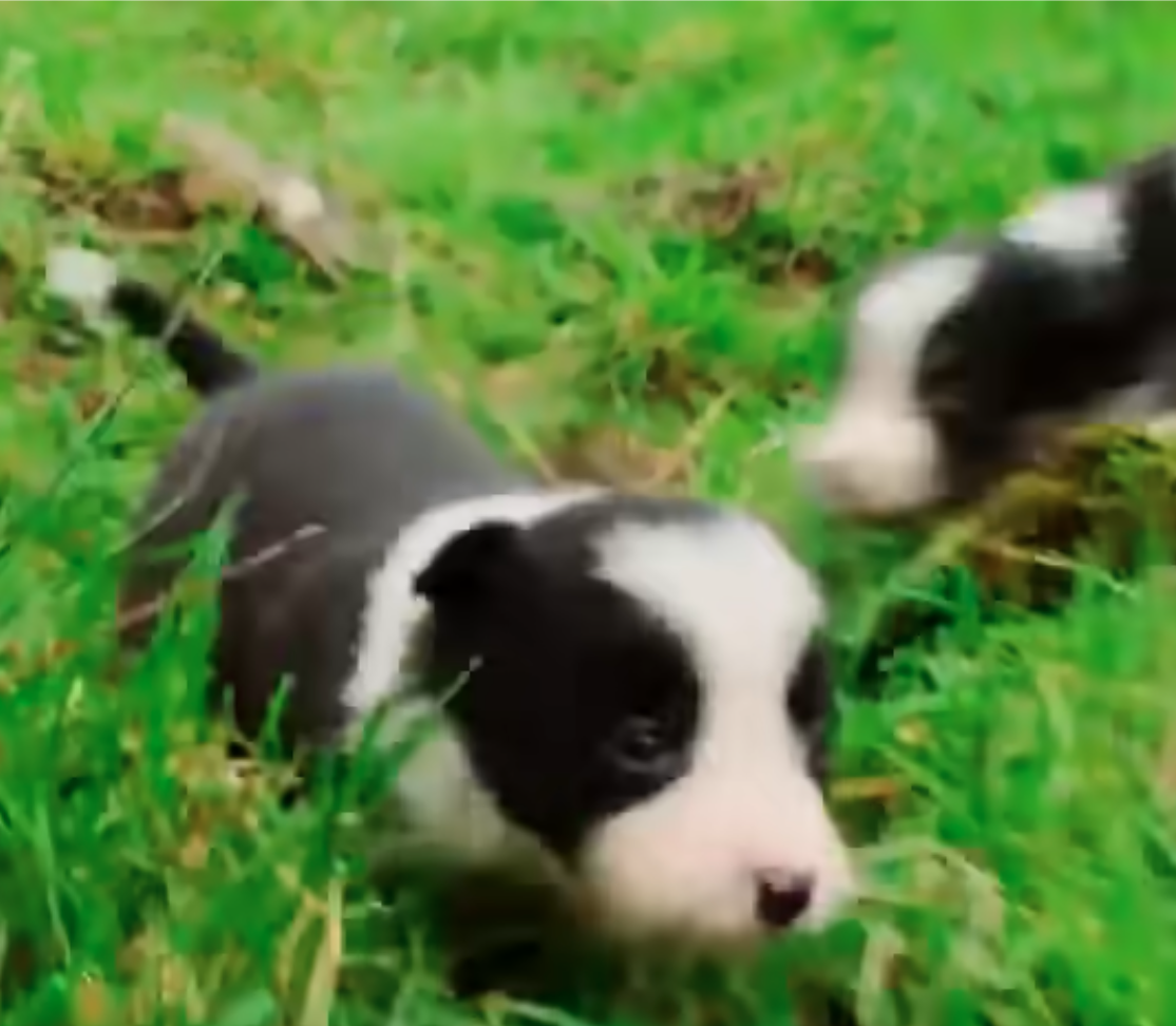 Man’s Best Workmate – Border Collie puppies | Big Week on the Farm | RT&Eacute; One