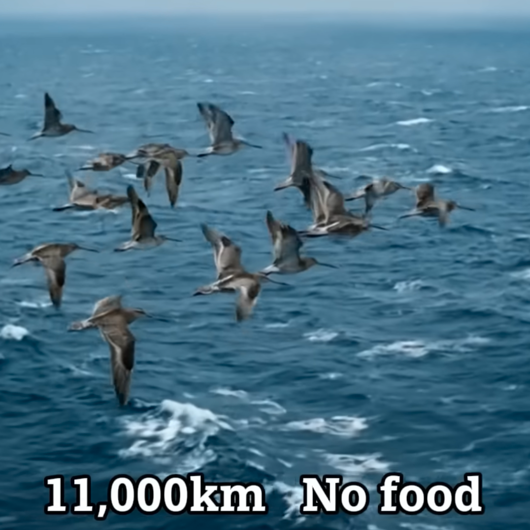 This Bird Flies 11,000 km — Without Stopping Once