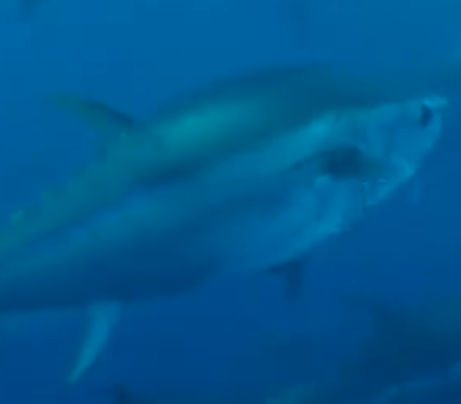 How Fishermen Can Make Up to $1,500,000 in 5 Days? | Giant Bluefin Tuna Fishing | Jahomes