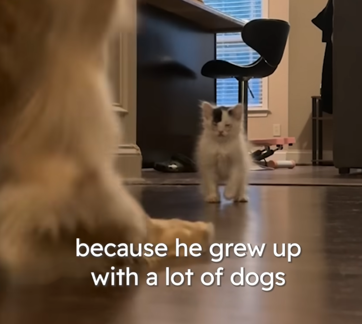 When Kitten Boss Around Big Dogs &mdash; Funny Cat Videos 2025 Ever!