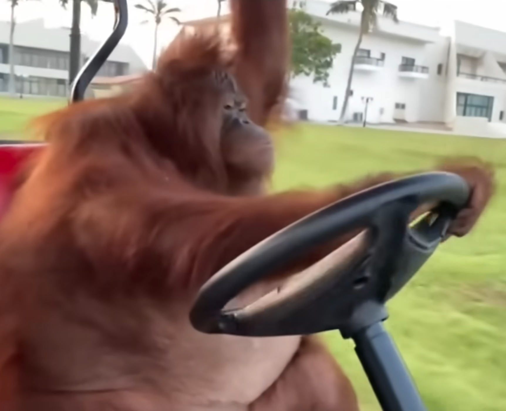 Orangutan Driving Golf Cart | TenGolf