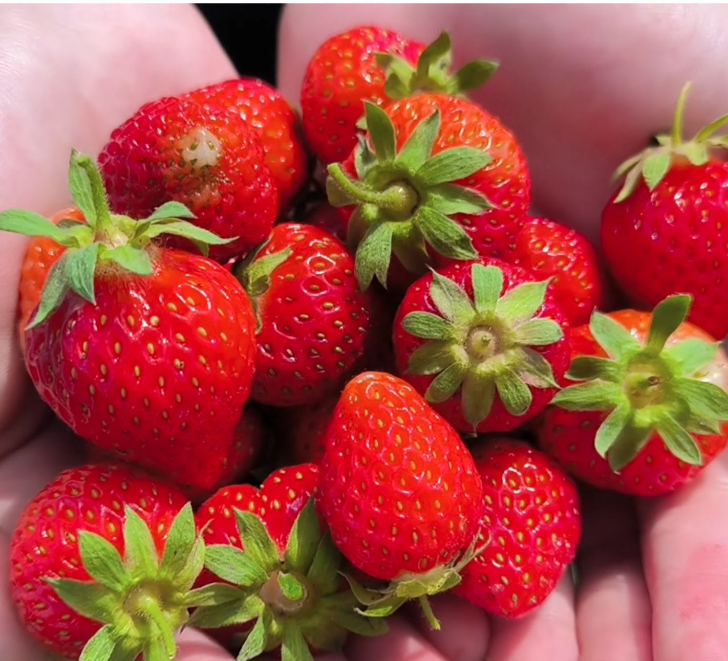 How Strawberries Are Farmed – Why Machines Still Can’t Pick Them | The Process