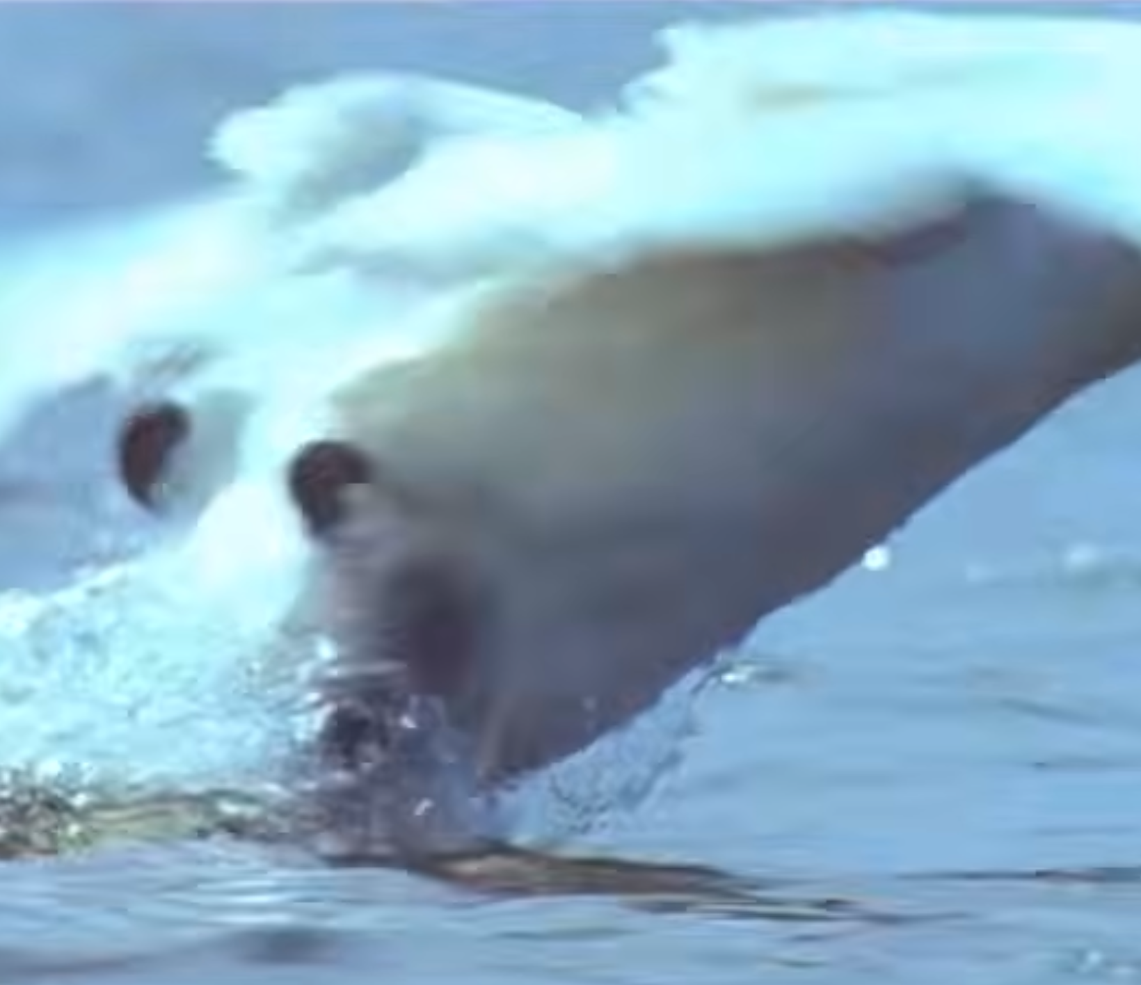 KLM Commercial: Swan Take Off | KLM Royal Dutch Airlines
